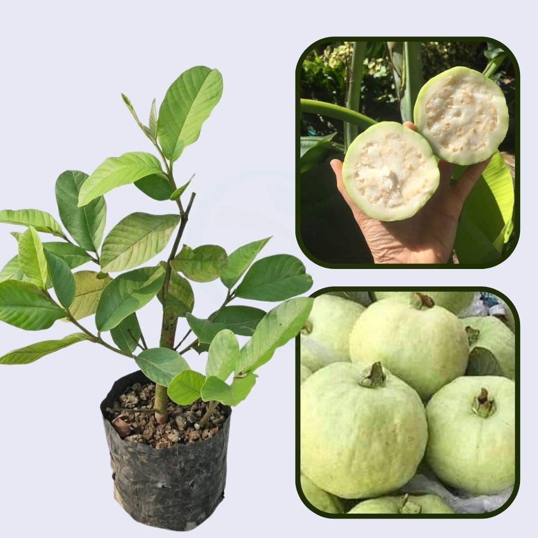 Thai White Guava Air Layered Healthy Fruit Plant