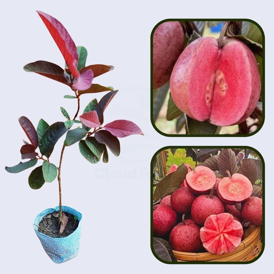 Red Supreme Guava Air Layered Healthy Fruit Plant