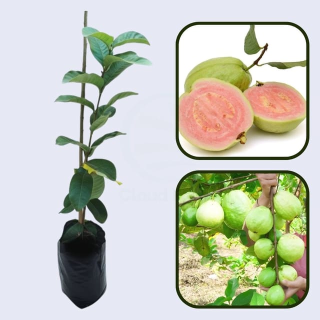 Golden Pink Guava Air Layered Healthy Fruit Plant