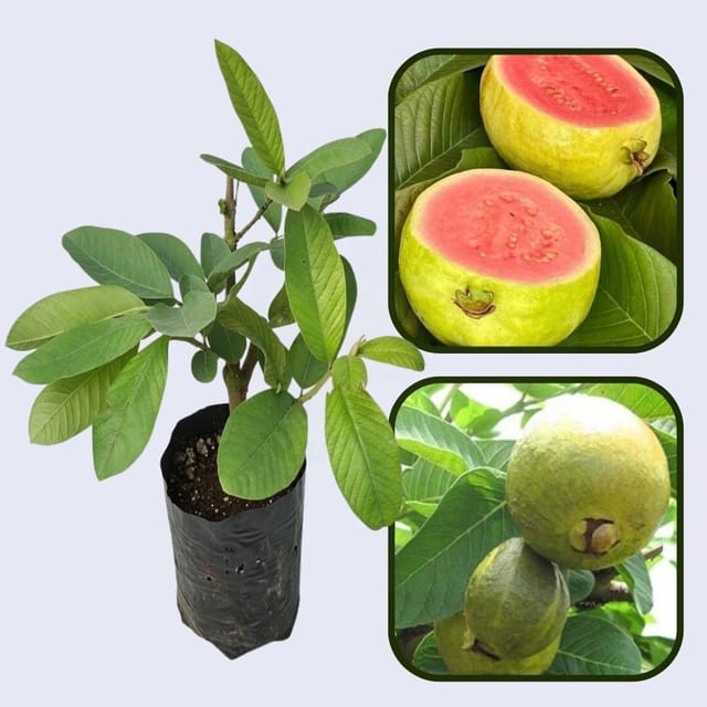 Sunrise Pink Guava Air Layered Healthy Fruit Plant