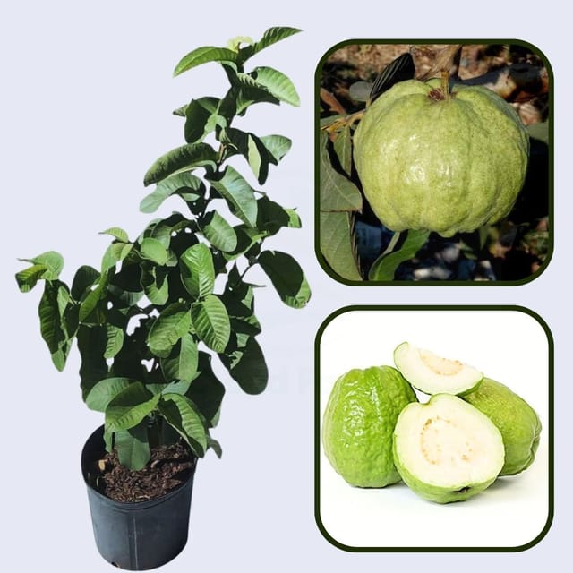 Everglades White Guava Air Layered Healthy Fruit Plant