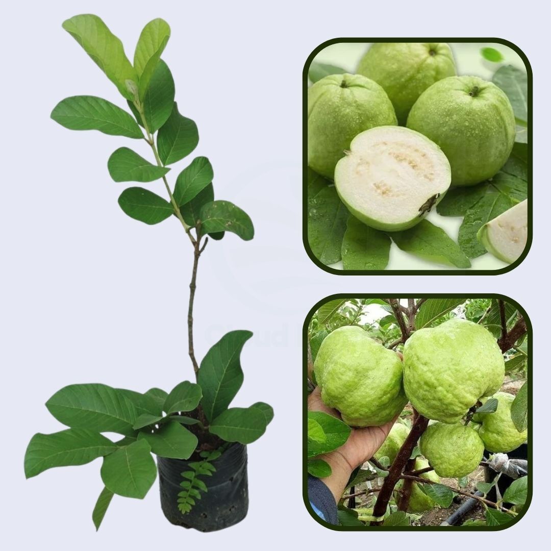 Island Pearl Guava Air Layered Healthy Fruit Plant