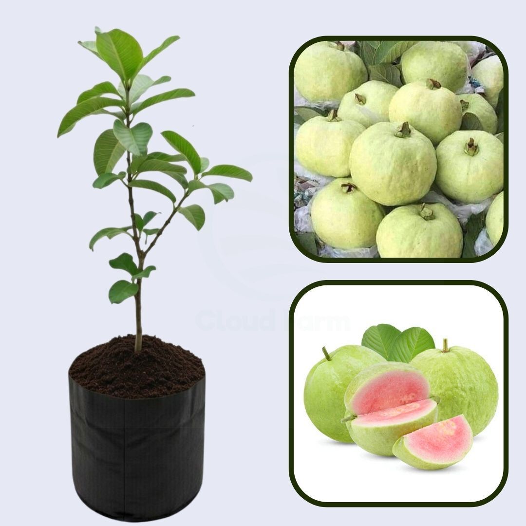 Oahu Pink Guava Air Layered Healthy Fruit Plant