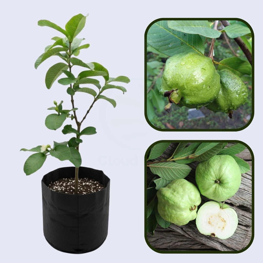 Maui White Guava Air Layered Healthy Fruit Plant