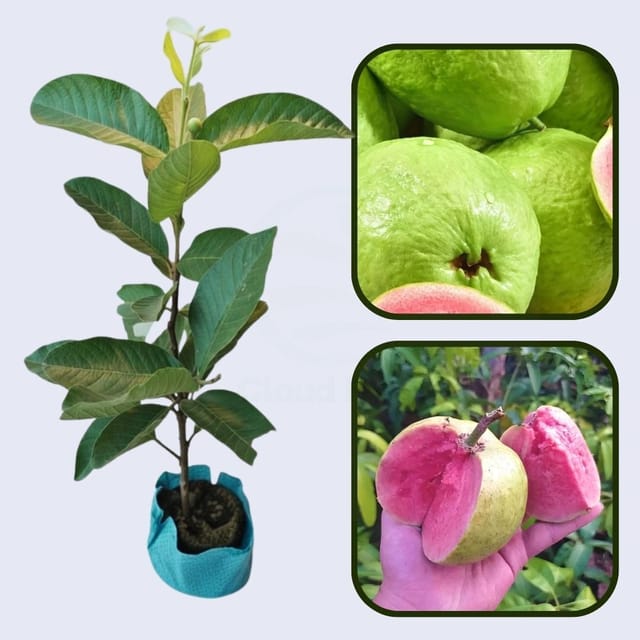 Kauai Pink Guava Air Layered Healthy Fruit Plant