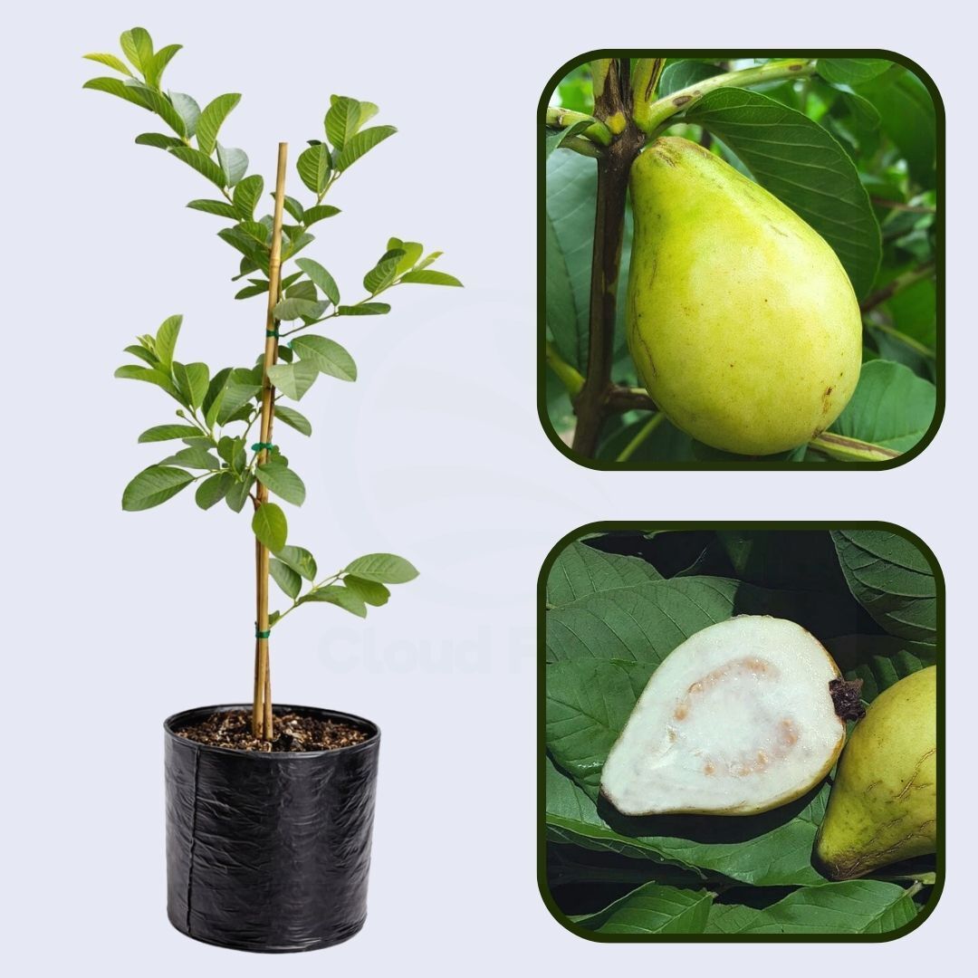 California White Guava Air Layered Healthy Fruit Plant