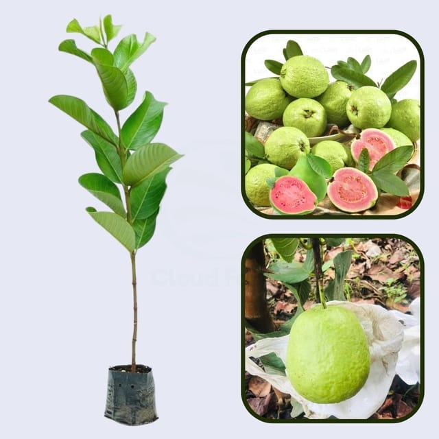 San Diego Pink Guava Air Layered Healthy Fruit Plant San Diego Pink Guava Air Layered Healthy Fruit Plant