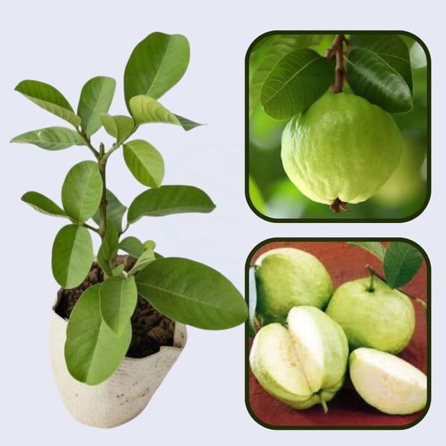 Tropic Sun Guava Air Layered Healthy Fruit Plant