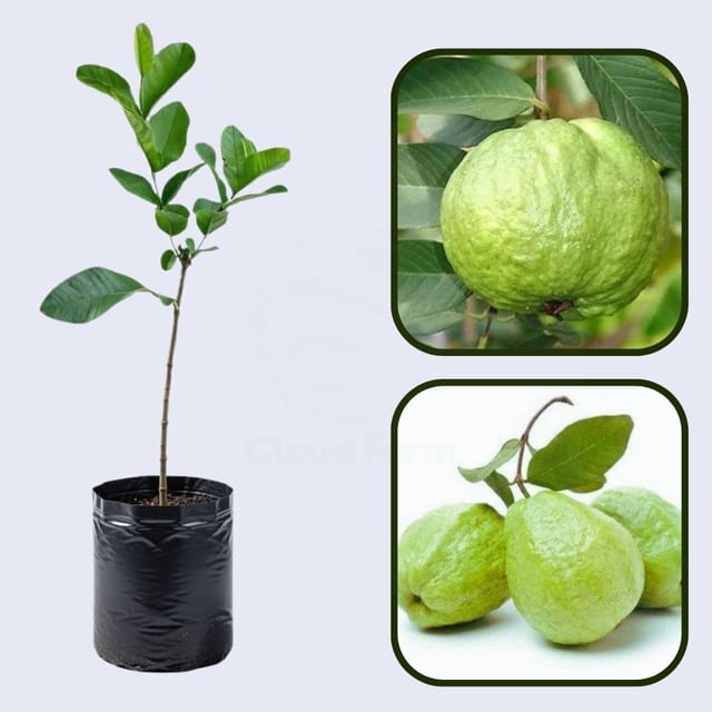 Royal Hawaiian Guava Air Layered Healthy Fruit Plant