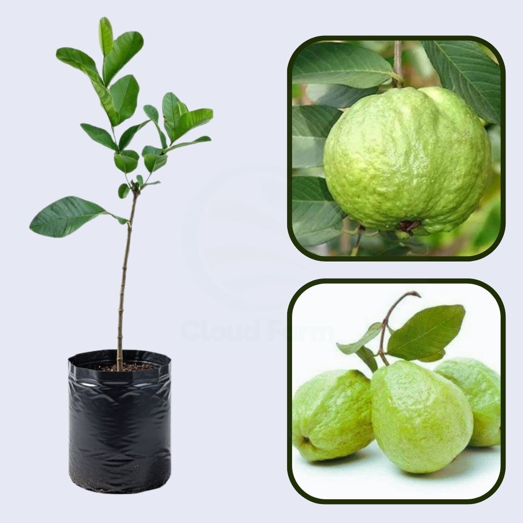 Royal Hawaiian Guava Air Layered Healthy Fruit Plant