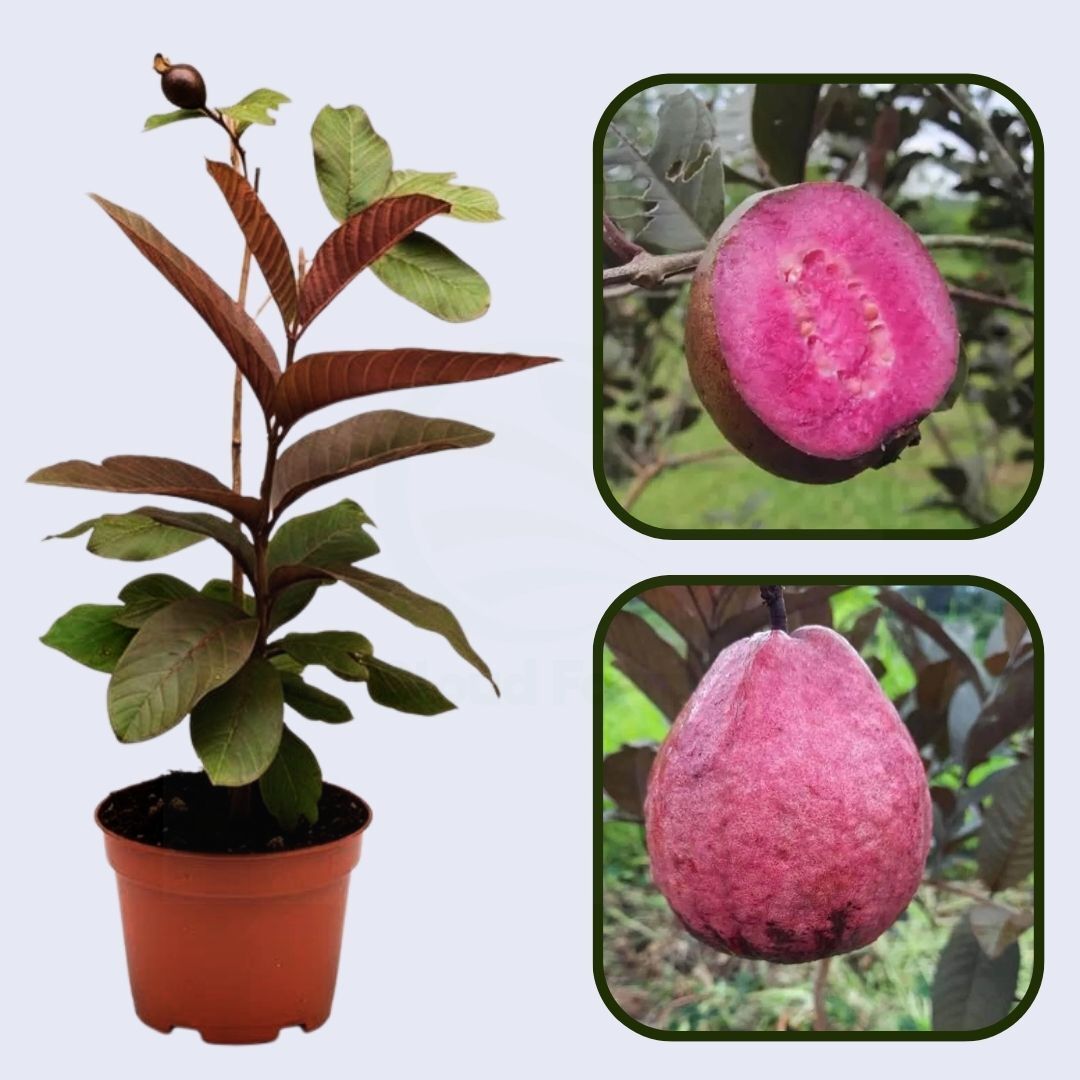 Red Malaysian Guava Air Layered Healthy Fruit Plant