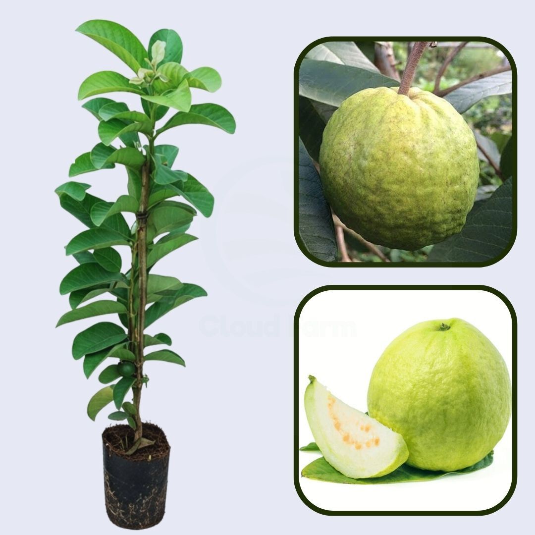 Kampuchea White Guava Air Layered Healthy Fruit Plant