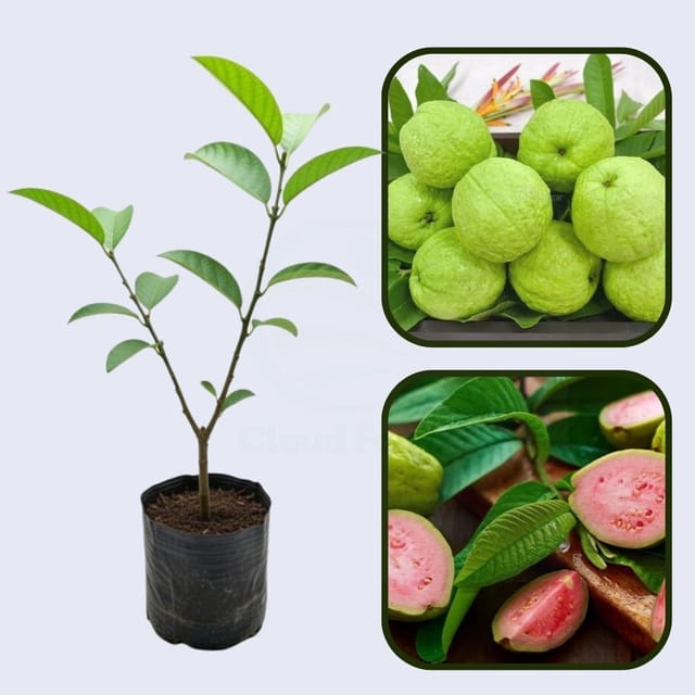 Vietnam Pink Guava Air Layered Healthy Fruit Plant