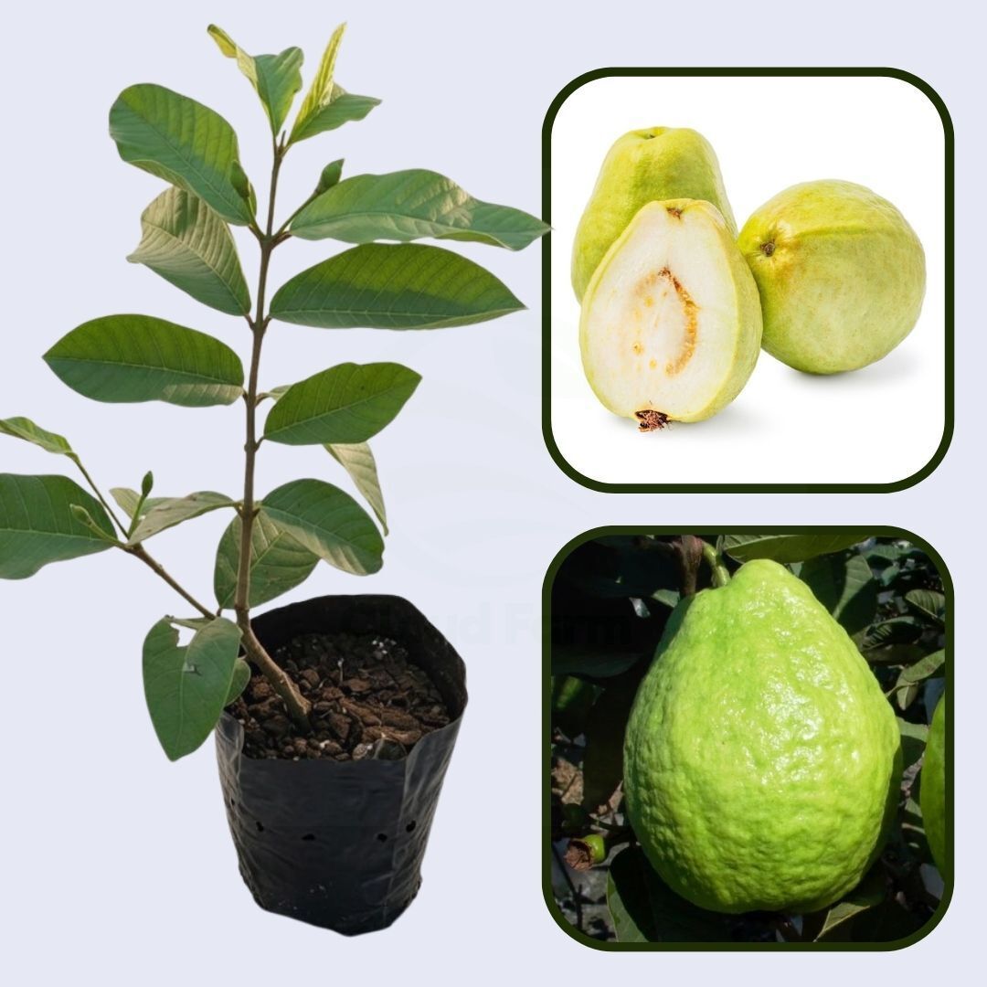 Taiwan Pearl Guava Air Layered Healthy Fruit Plant