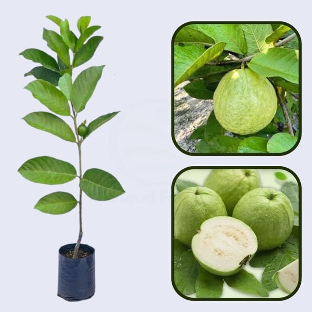 Pearl White Guava Air Layered Healthy Fruit Plant Pearl White Guava Air Layered Healthy Fruit Plant