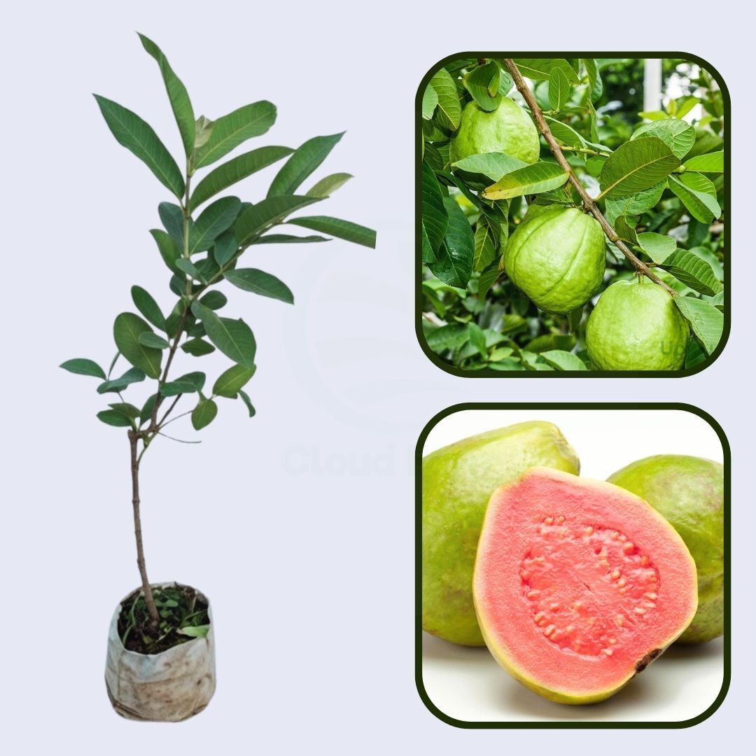 Java Pink Guava Air Layered Healthy Fruit Plant