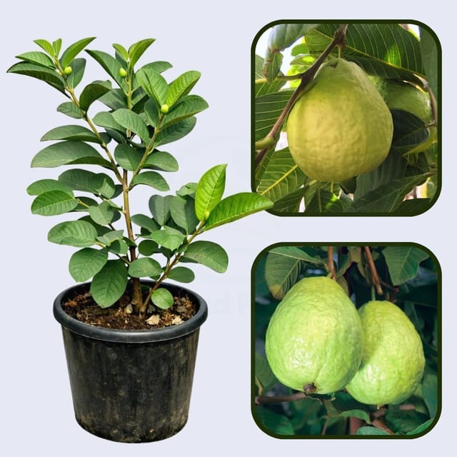 Bali White Guava Air Layered Healthy Fruit Plant