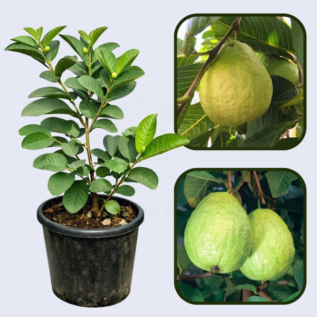 Bali White Guava Air Layered Healthy Fruit Plant