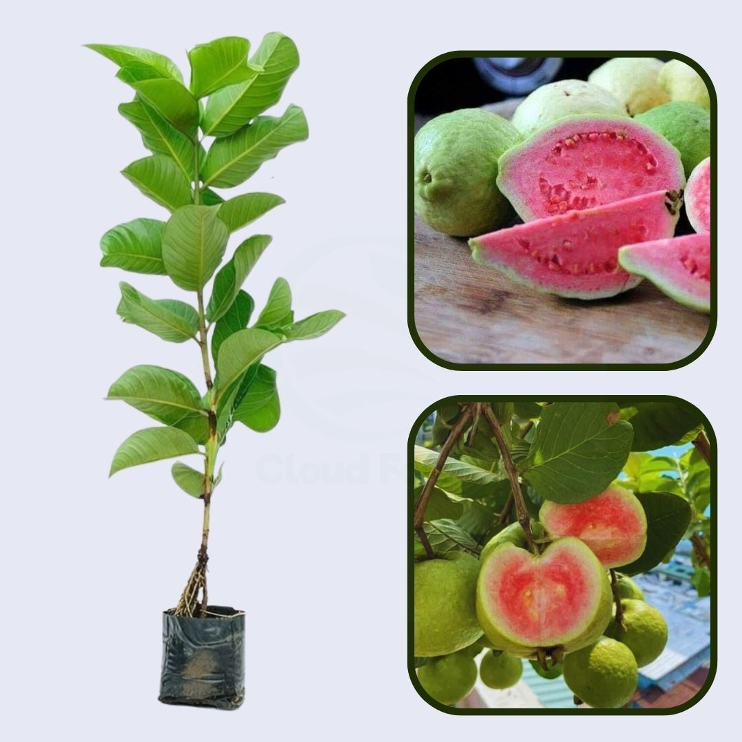 Saigon Pink Guava Air Layered Healthy Fruit Plant