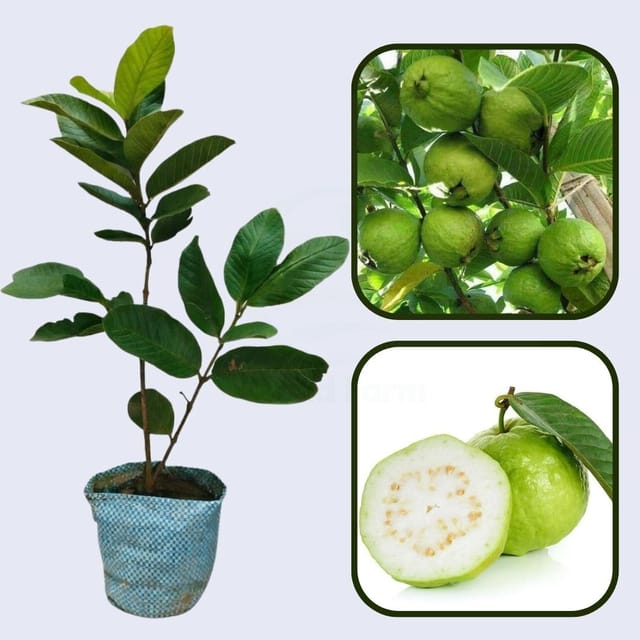 Manila White Guava Air Layered Healthy Fruit Plant Manila White Guava Air Layered Healthy Fruit Plant