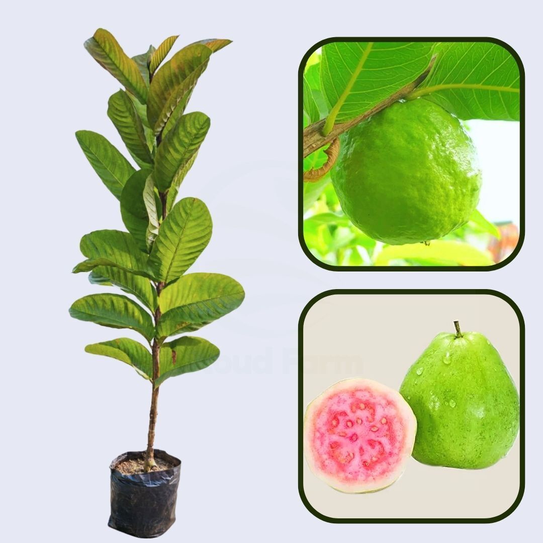 Cebu Pink Guava Air Layered Healthy Fruit Plant