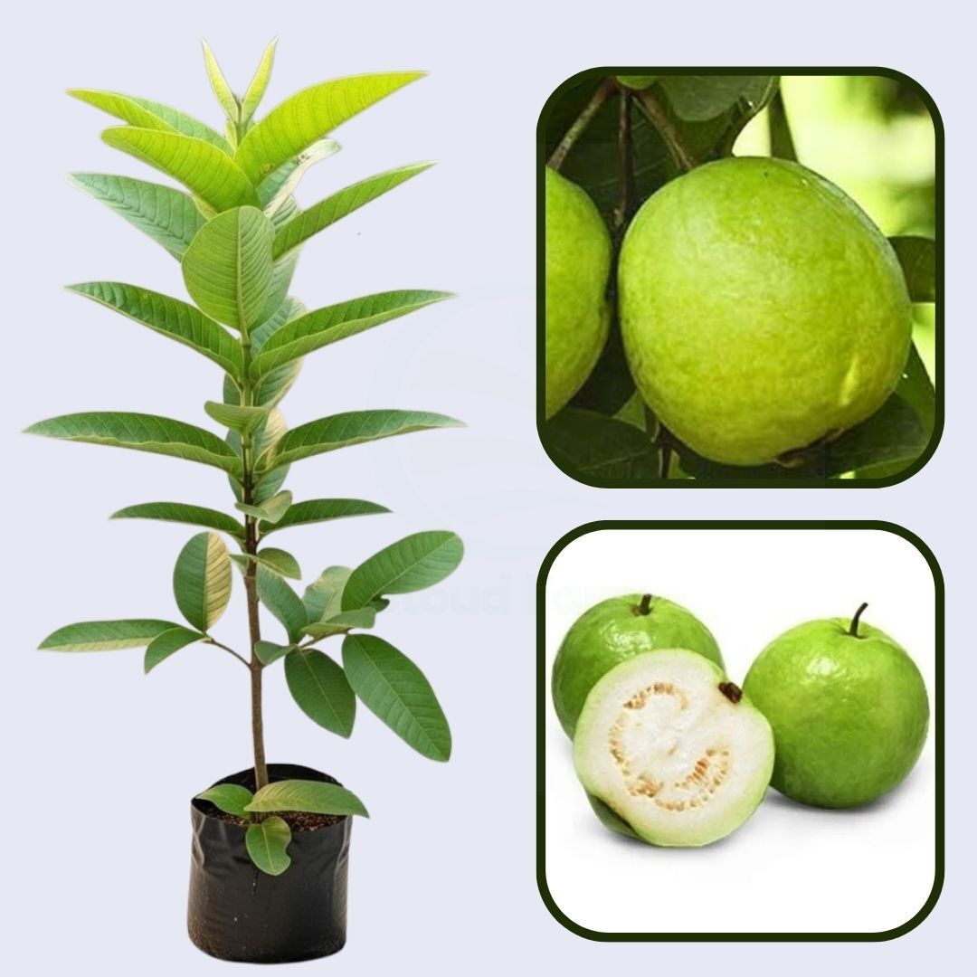 Mindanao White Guava Air Layered Healthy Fruit Plant