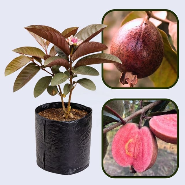 Borneo Red Guava Air Layered Healthy Fruit Plant