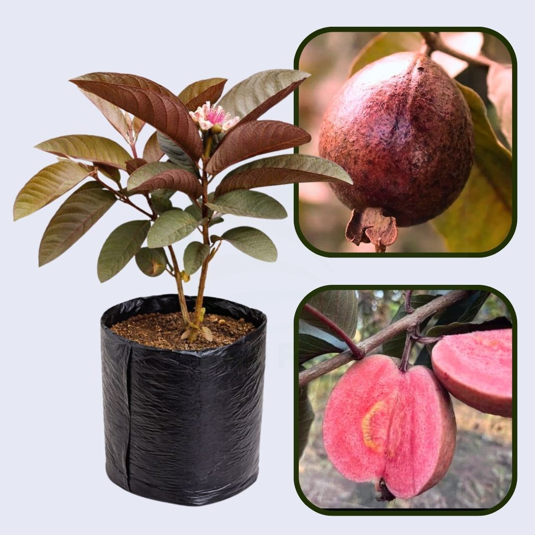 Borneo Red Guava Air Layered Healthy Fruit Plant