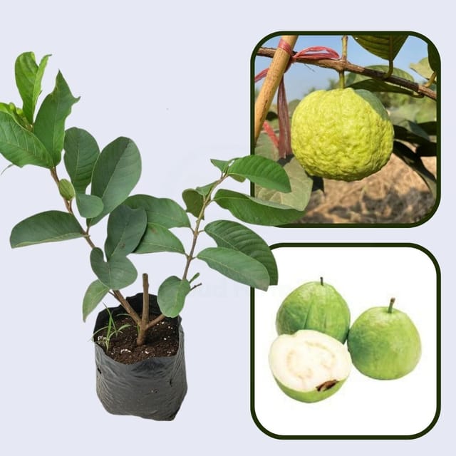 Sumatra White Guava Air Layered Healthy Fruit Plant