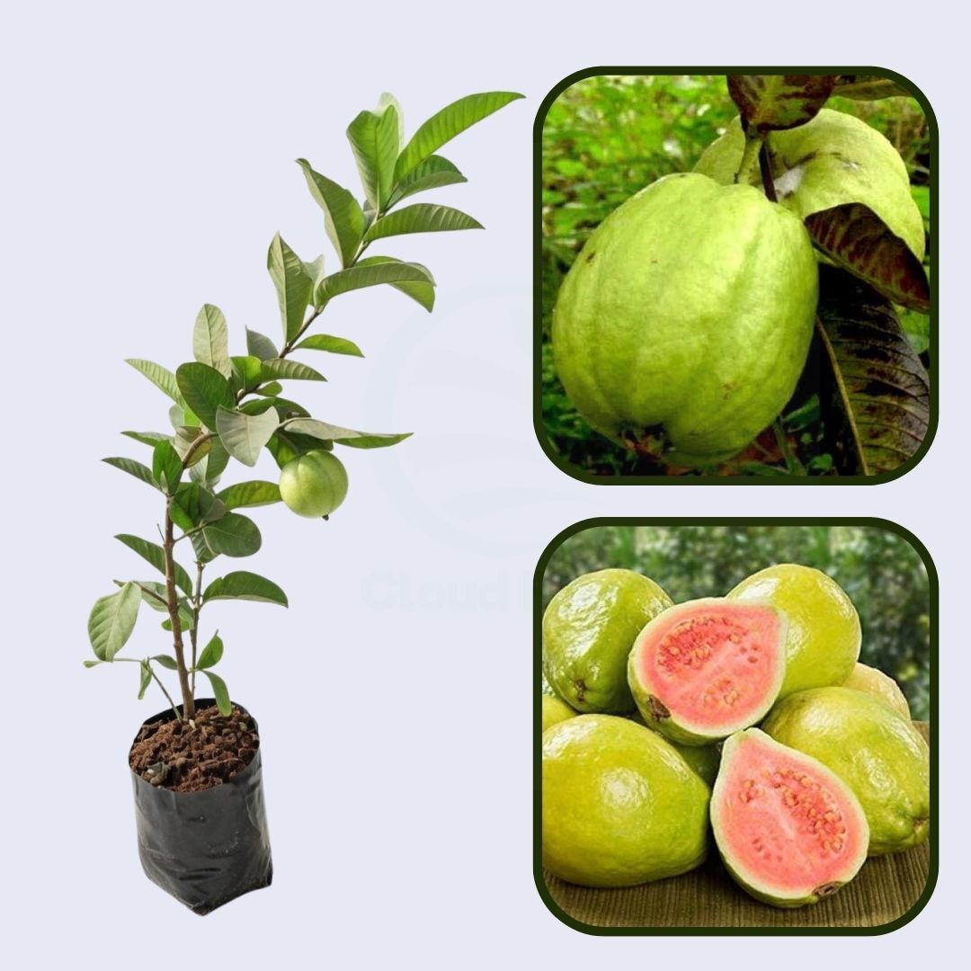 Mekong Pink Guava Air Layered Healthy Fruit Plant