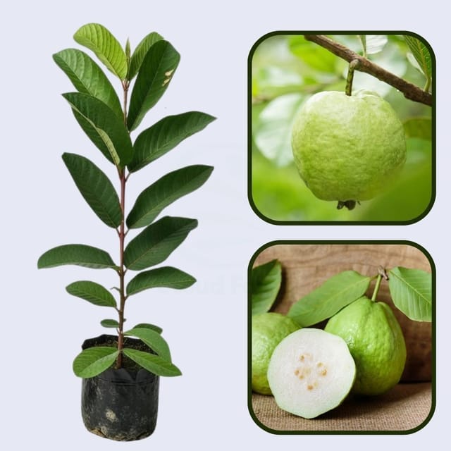 Sarawak White Guava Air Layered Healthy Fruit Plant