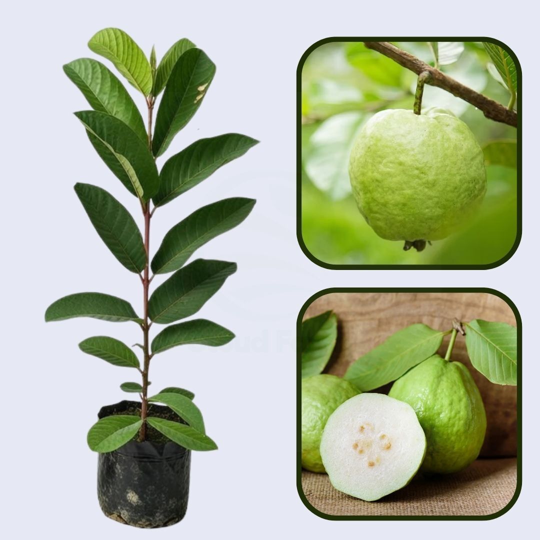 Sarawak White Guava Air Layered Healthy Fruit Plant