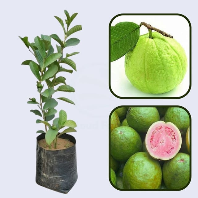 Sabah Pink Guava Air Layered Healthy Fruit Plant