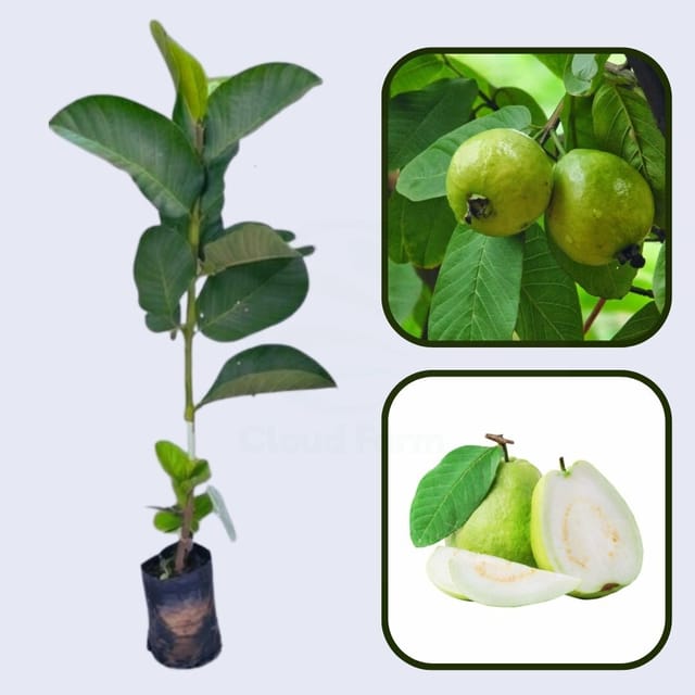 Phnom Penh White Guava Air Layered Healthy Fruit Plant