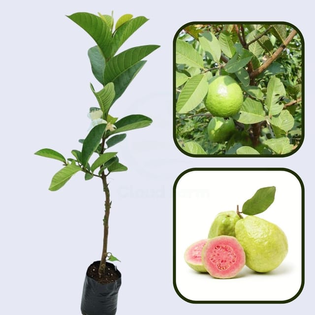 Hanoi Pink Guava Air Layered Healthy Fruit Plant