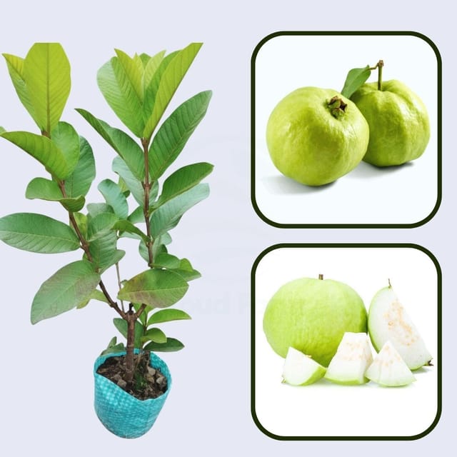 Chiang Mai White Guava Air Layered Healthy Fruit Plant