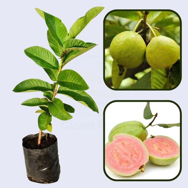 Batam Pink Guava Air Layered Healthy Fruit Plant