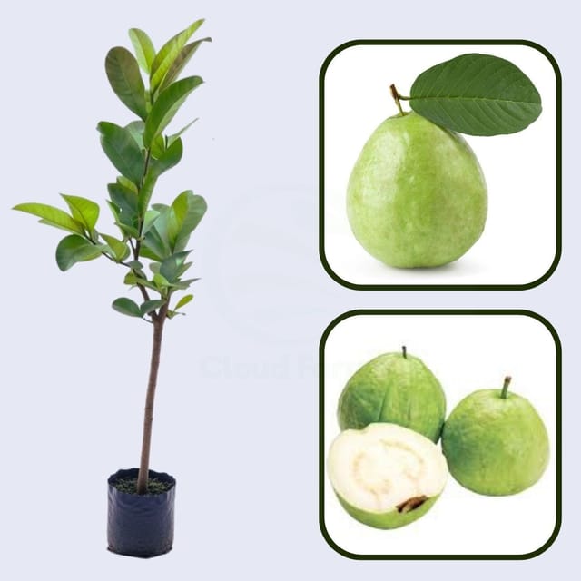 Penang White Guava Air Layered Healthy Fruit Plant