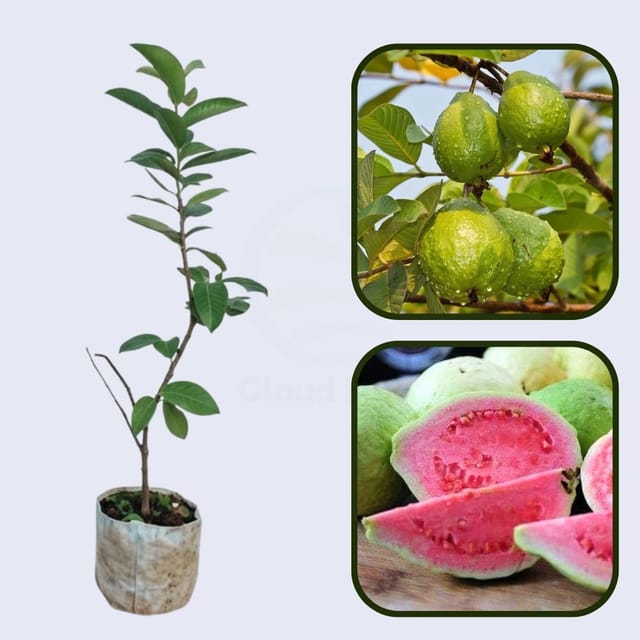 Johor Pink Guava Air Layered Healthy Fruit Plant