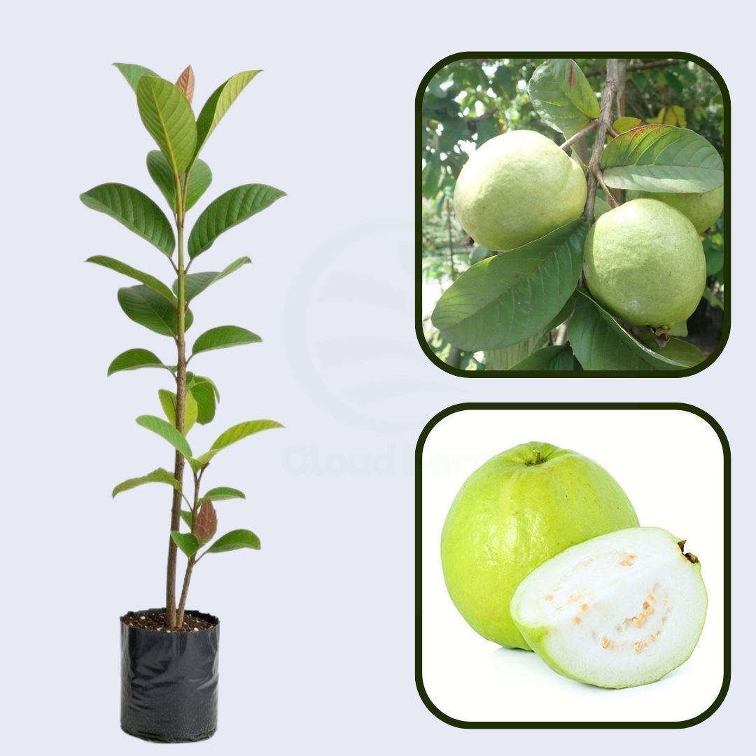 Laos White Guava Air Layered Healthy Fruit Plant