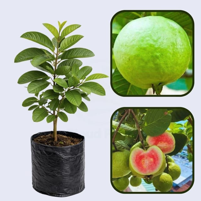 Brunei Pink Guava Air Layered Healthy Fruit Plant Brunei Pink Guava Air Layered Healthy Fruit Plant
