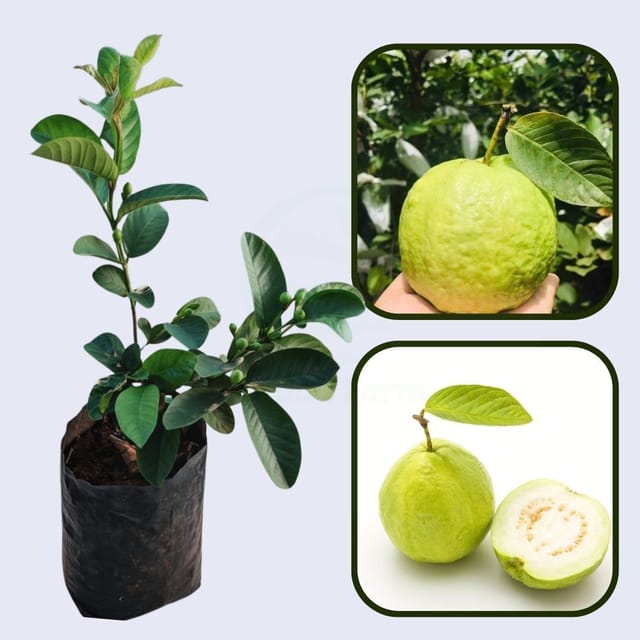 Kimju Guava Air Layered Healthy Fruit Plant