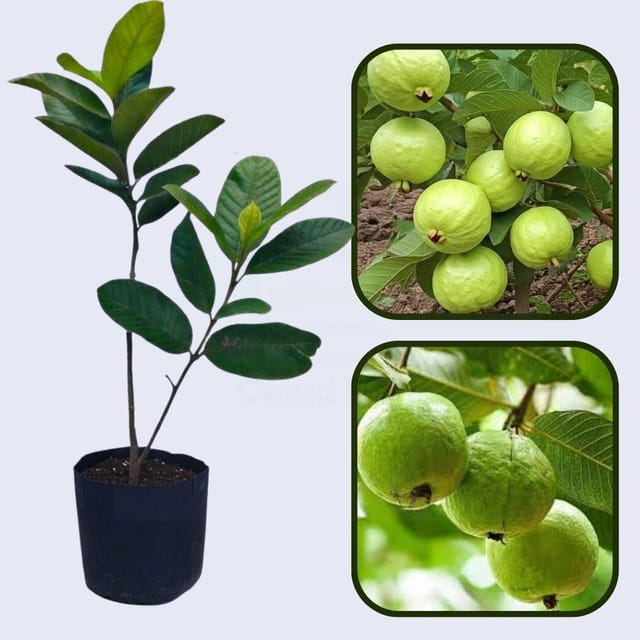 Paen Sri Thong Guava Air Layered Healthy Fruit Plant