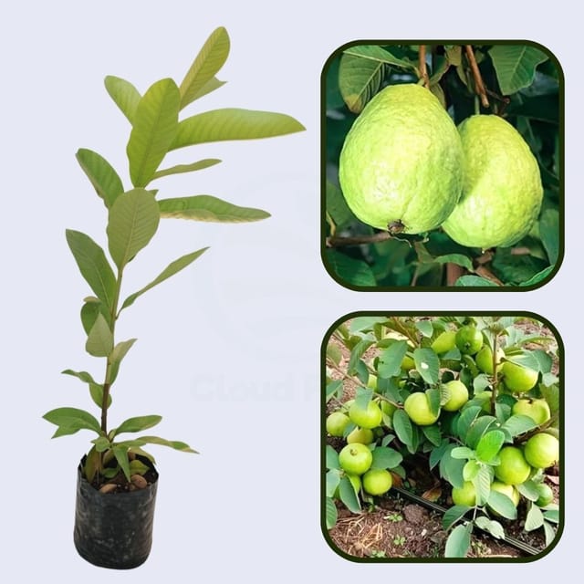 Farang Guava Air Layered Healthy Fruit Plant
