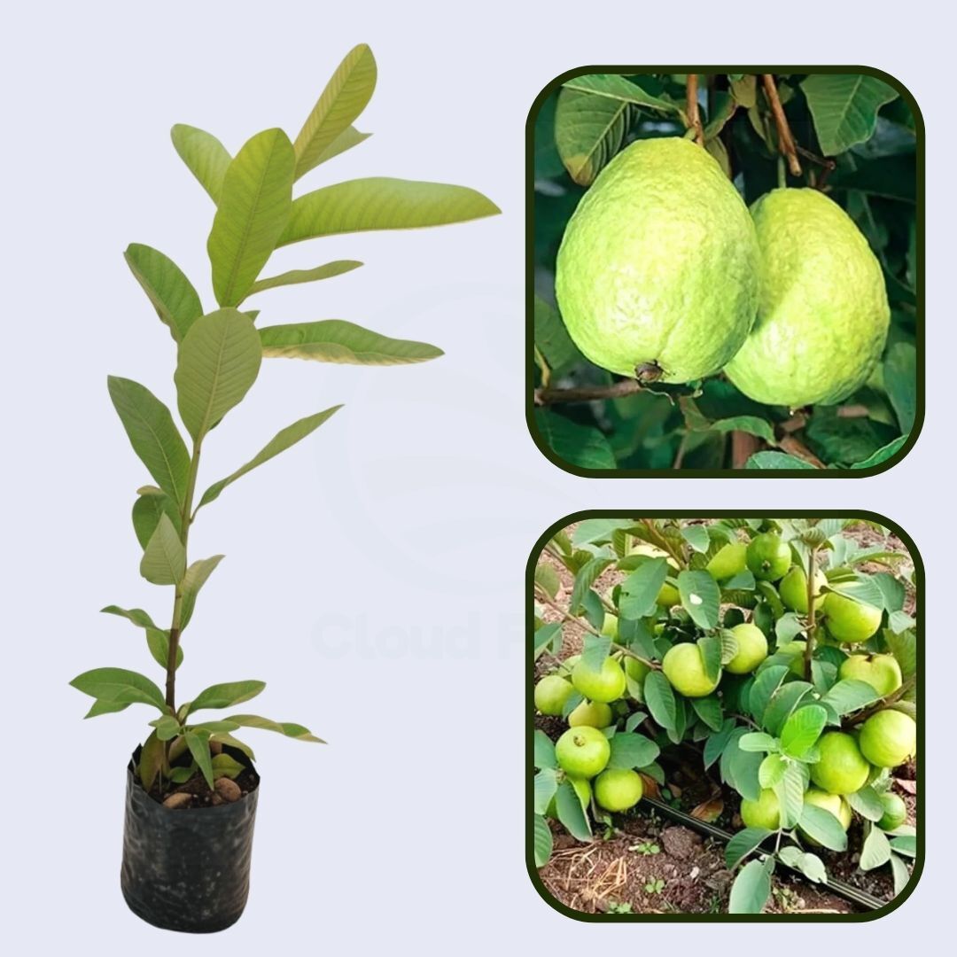 Farang Guava Air Layered Healthy Fruit Plant
