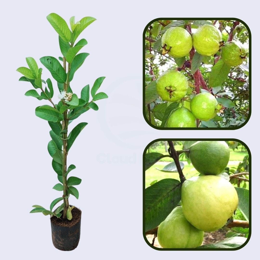 Kao Nam Pueng Guava Air Layered Healthy Fruit Plant