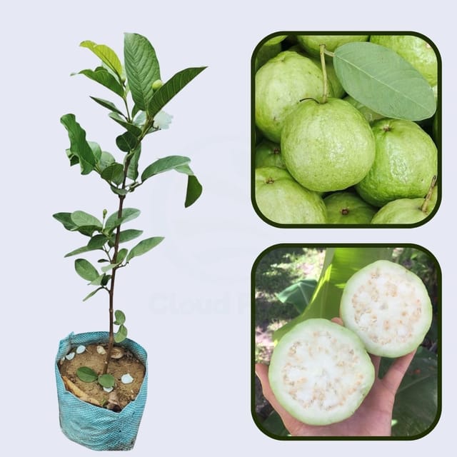 Crystal Guava Air Layered Healthy Fruit Plant