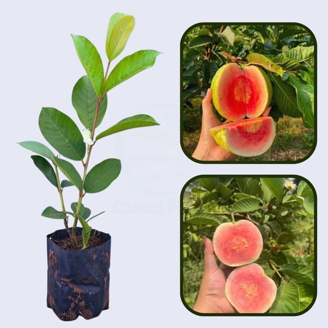 Red Diamond Guava Air Layered Healthy Fruit Plant