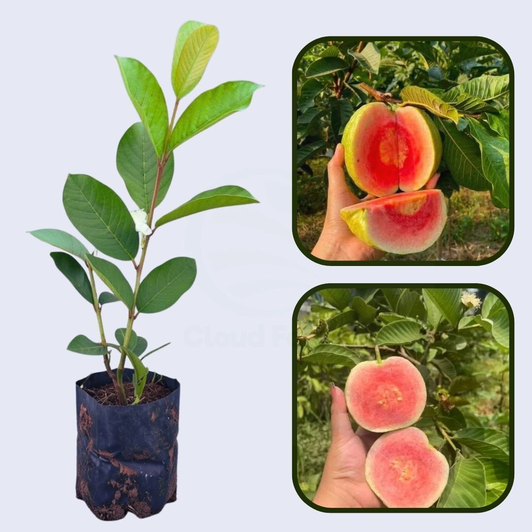 Red Diamond Guava Air Layered Healthy Fruit Plant