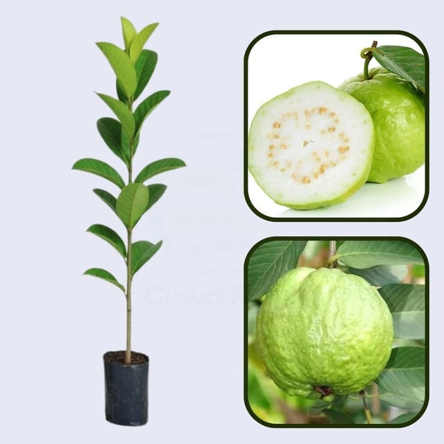 Giant Bangkok Guava Air Layered Healthy Fruit Plant